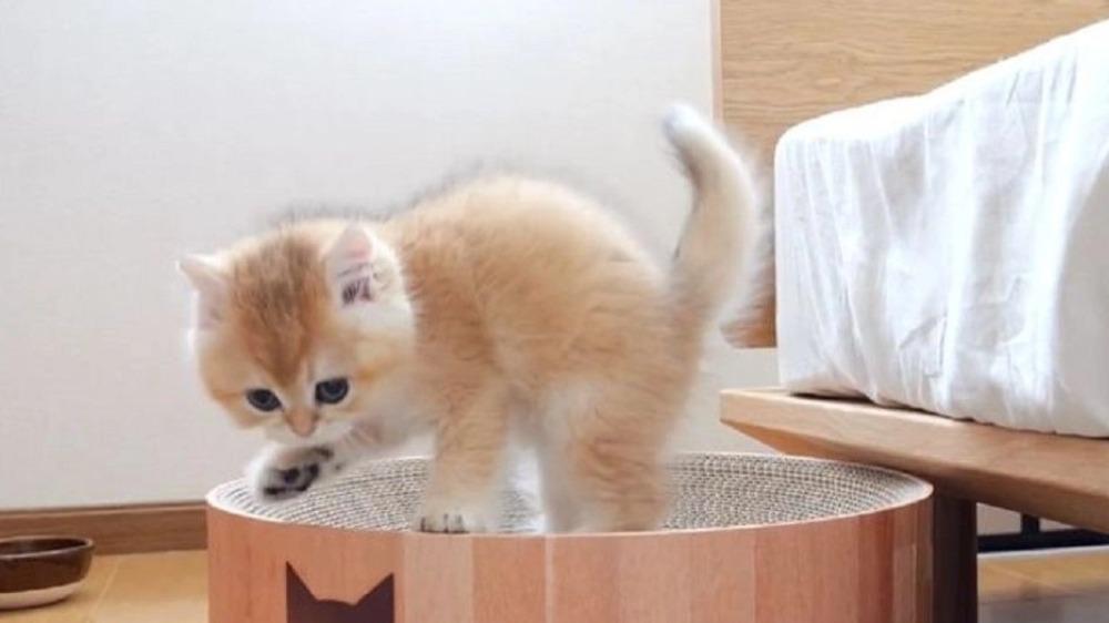 猫能吃狗粮吗？测评2026十大放心国产猫粮哪个牌子值得推荐