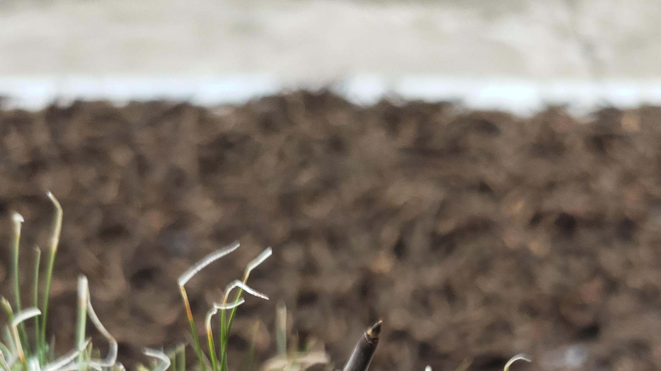 冬虫夏草产地那么多，为什么行家只认那曲？