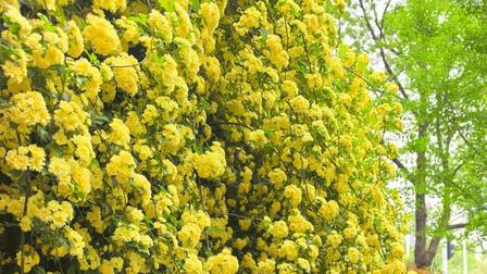 黄木香2年都不开花，赶紧排查这2点，今年开成花瀑布！