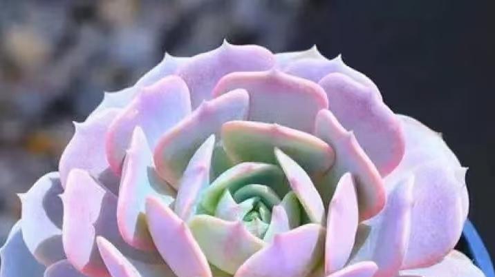 多肉全面养护指南-露娜莲