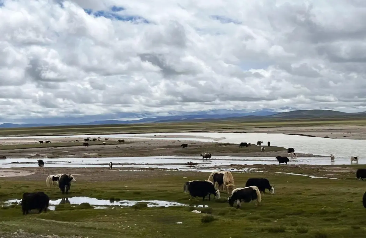 青藏公路一日行，下午的生动活跃（牦牛和藏野驴）