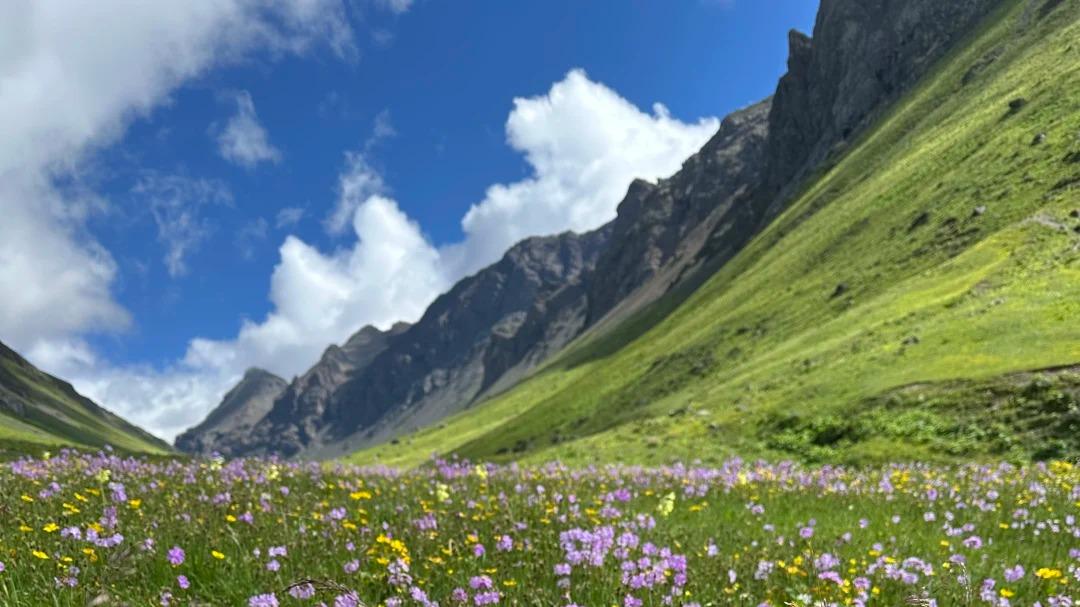 7月川西隐藏着一条人少的花海路线