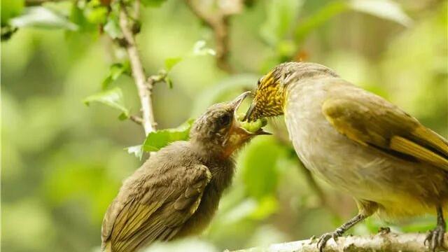 致春天 | 顾世如