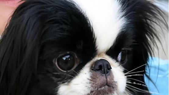 东瀛皇室的优雅精灵—— 日本忡全维度深度解析