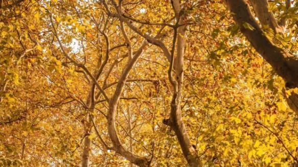 上海梧桐区漫步：五原路与安福路的咖啡与历史