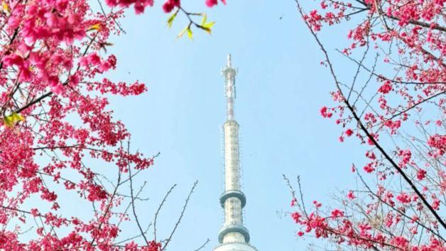 龟山电视塔花海：江城地标与四季花卉的交织画卷