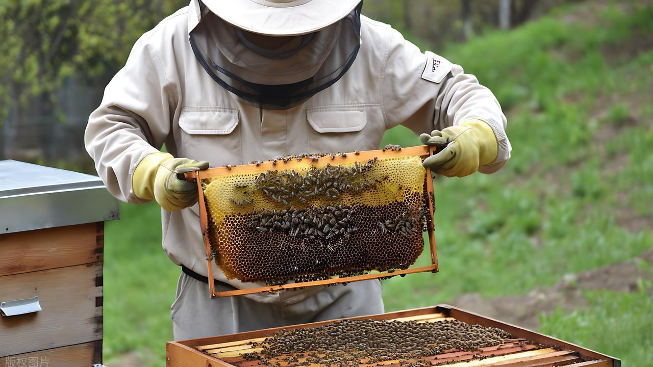 流蜜前"抢脾战略"：10-15天造新脾的"蜂群升级"方程式