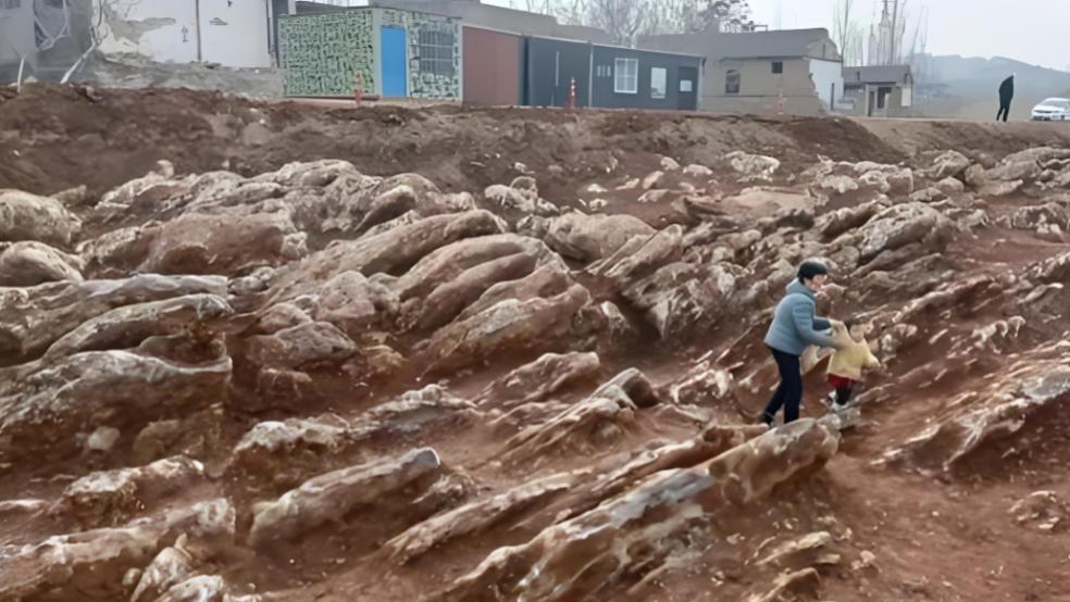 村民祖辈不知脚下藏宝？泰安市宁阳县发现亿年前石海！