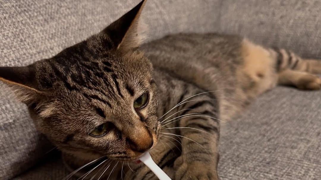 猫咪胡须到底有多厉害，哪些事情千万别随手去做？