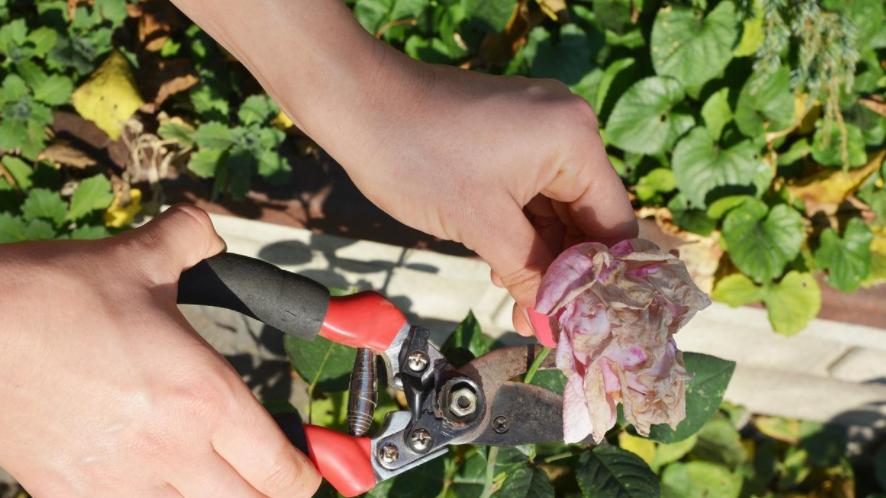 守护绿色资产——幼儿园植被养护方法