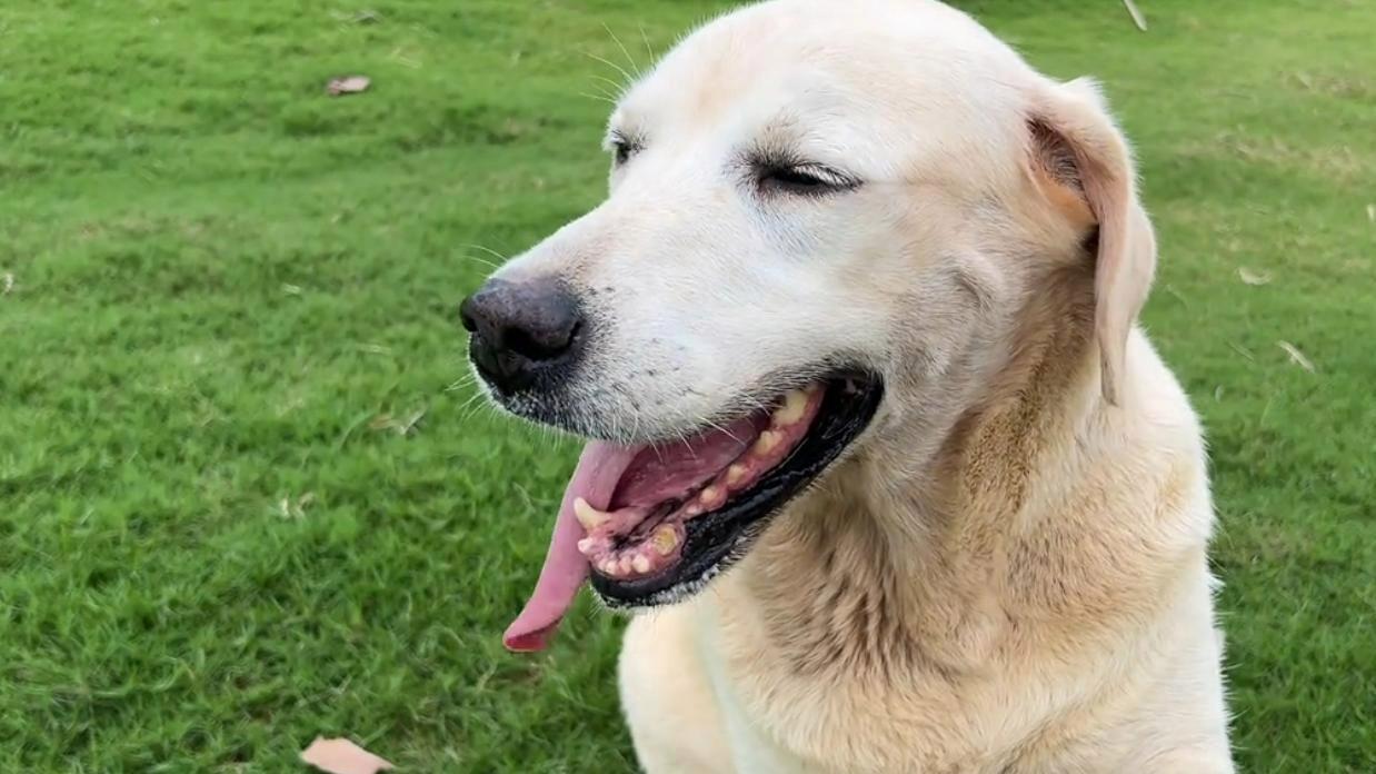 狗狗陪伴守护主人近十年，却因长有肿瘤，被狗主人无情抛弃