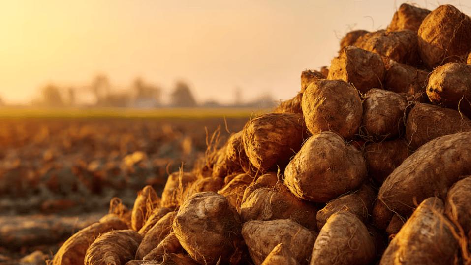 德国于利希研究中心：生物质废物变身制氢载体