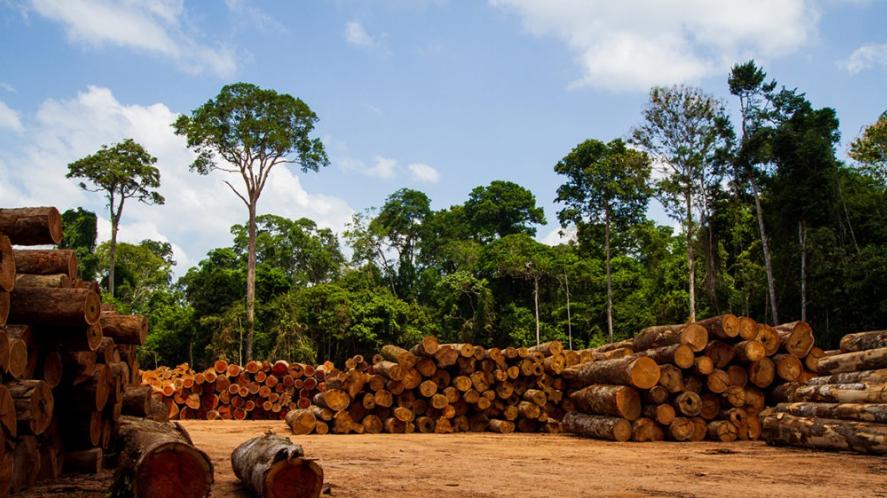 巴西木材出口结束三年连降，对中国出口“量减价升”！