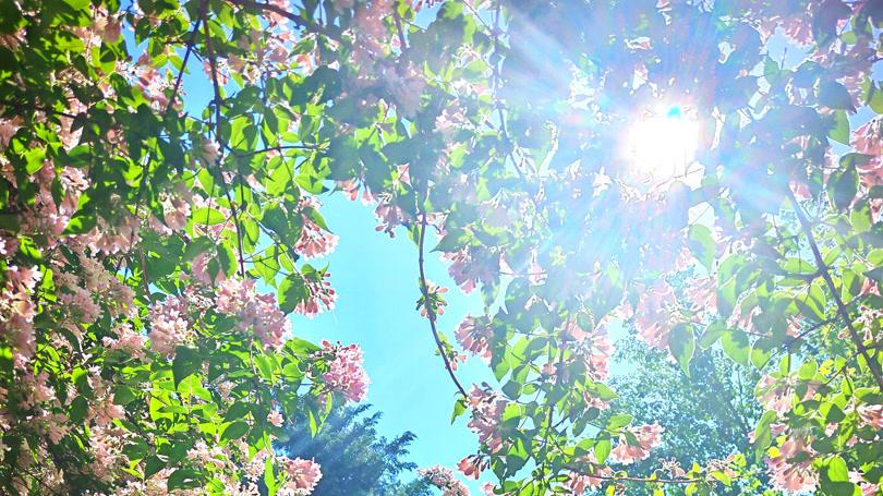 猬实花开 初夏已至