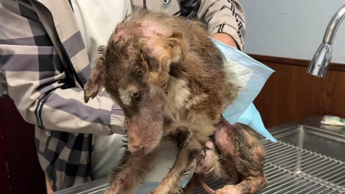 骨瘦如柴的狗狗，连寻找食物的力气都没有了，只能绝望无助地哀嚎