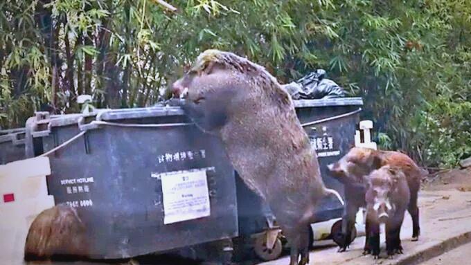 香港黄大仙社区现8野猪，渔护署施麻醉枪后全数捕获移离