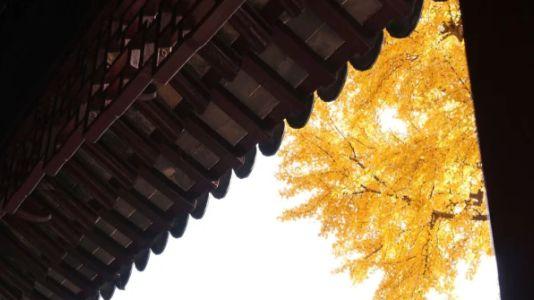 漫步豫园：在繁华都市中探寻江南园林的雅致