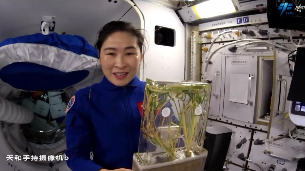 神舟二十三号太空种水稻！从空间站到月球，中国饭碗正在长出来！
