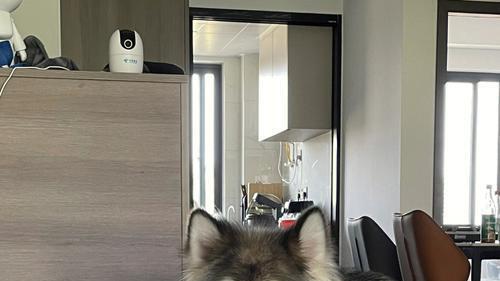 600元的救赎：重庆女子与阿拉斯加的生命羁绊