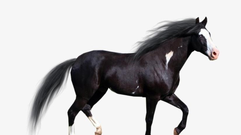 2026年马宝宝取什么名字合适 2026年马宝宝取名最佳用字