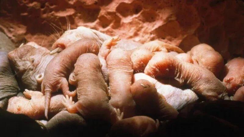 打破生物学常识！裸鼹鼠首次被观察到王位和平禅让