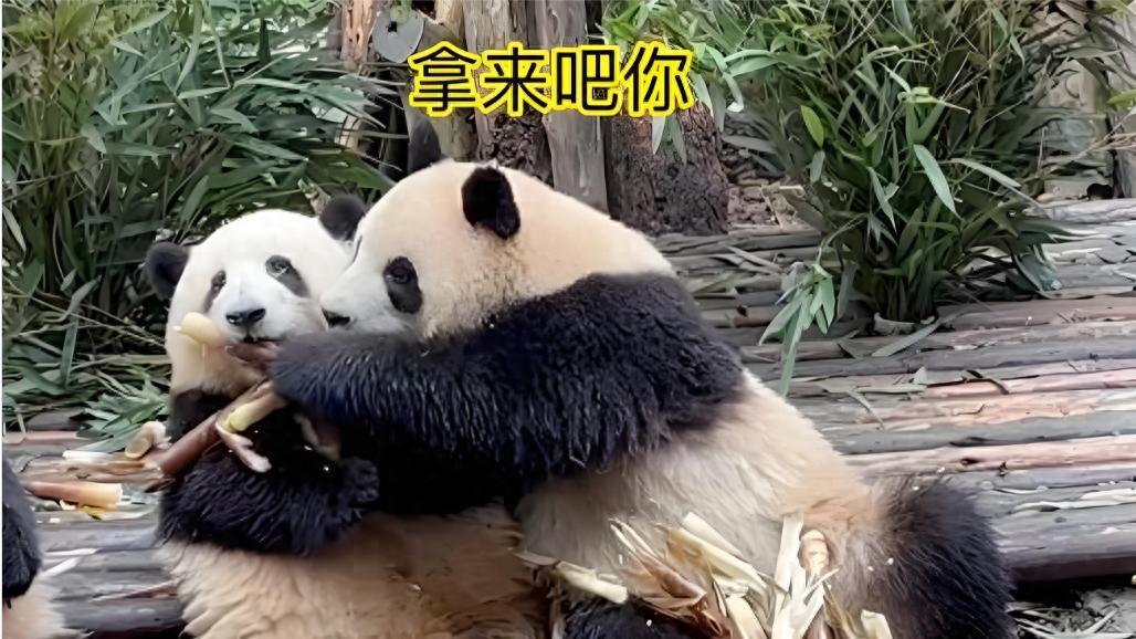 别被熊猫呆萌外表骗了！10只看似摆烂熊猫，实则干饭比谁都认真！