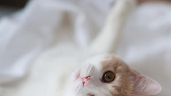 哪款猫罐头好？主食罐头适口性好性价比高的十大品牌推荐！