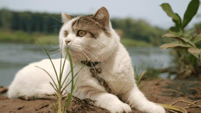 什么牌子的猫罐头好？主食猫罐头推荐品牌排行榜前十名测评！