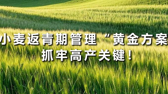 小麦返青期管理“黄金方案”，抓牢高产关键！