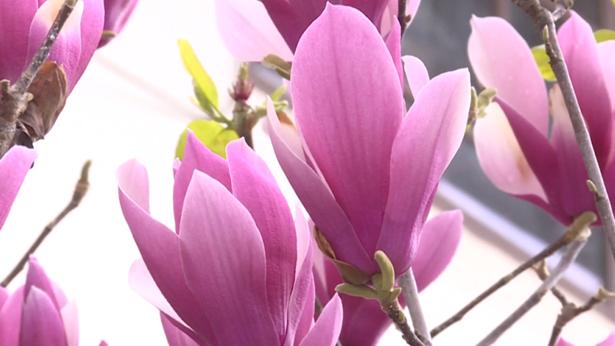 20℃暖冬藏花海！红河这波春日限定太绝了