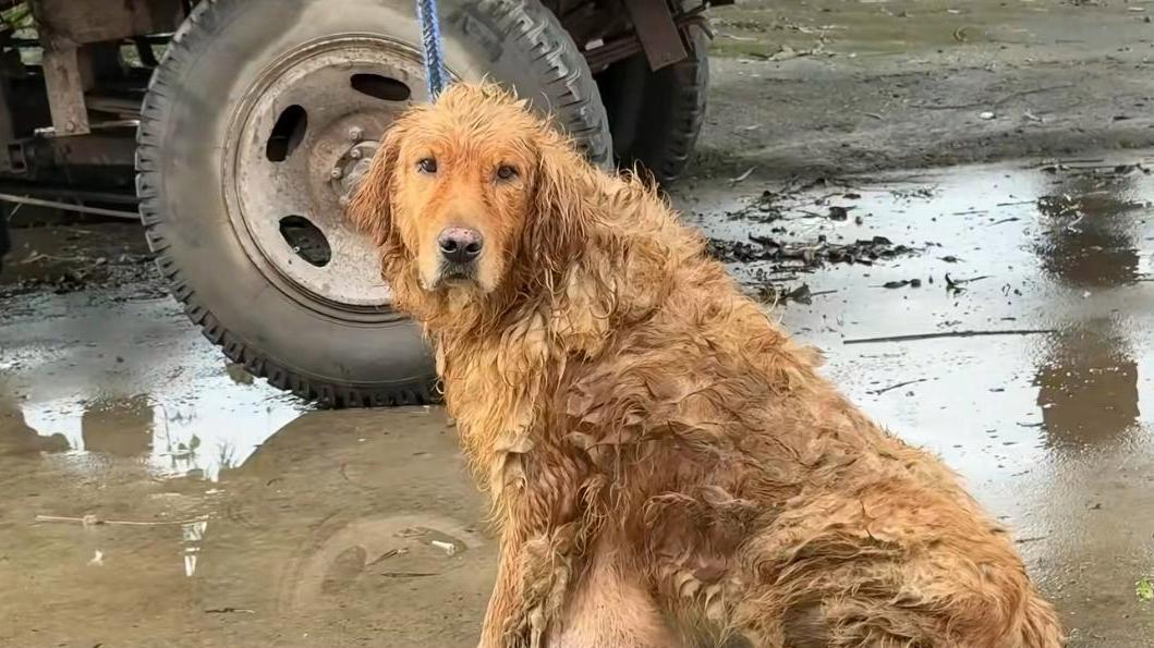 金毛身患肿瘤，主人不仅不愿花钱治疗，却将其送去狗肉馆换钱