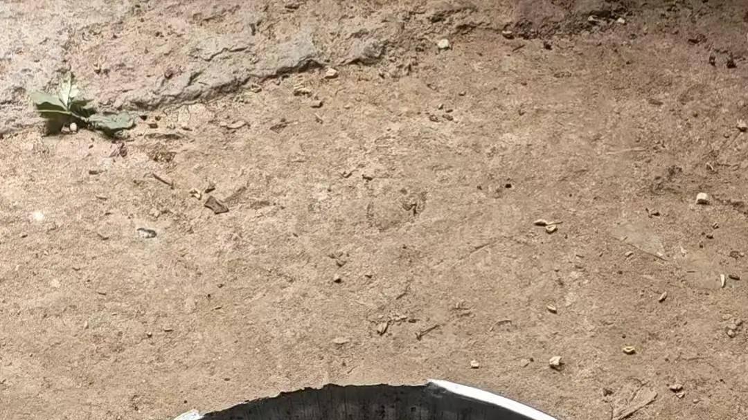 高手在民间！宜良剥豆“神器”大比拼 以技兴农助振兴