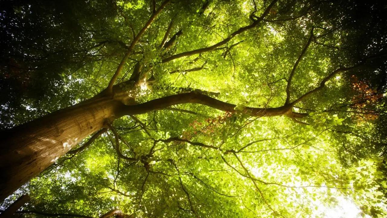 自己种的树嫌碍事自己修剪，一个被罚14万，一个被判刑，咋回事？ 有人修剪自己买的香樟树，被罚了14万