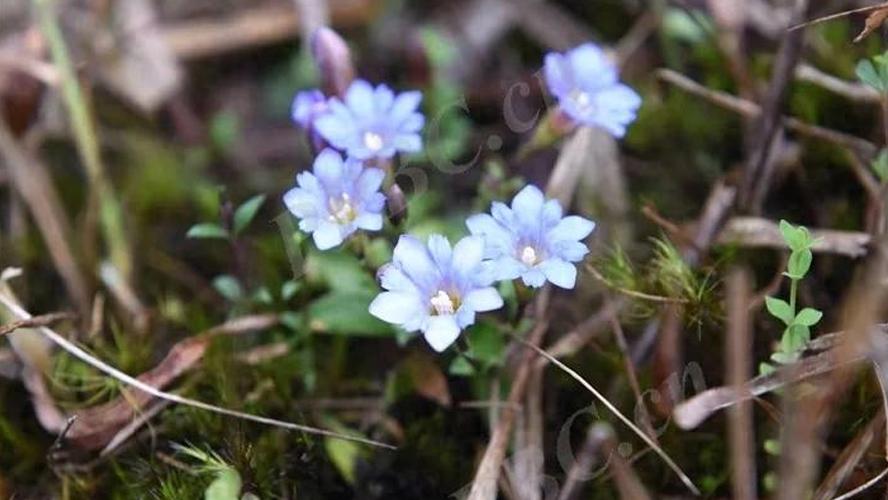 莞中窥药之——广地丁