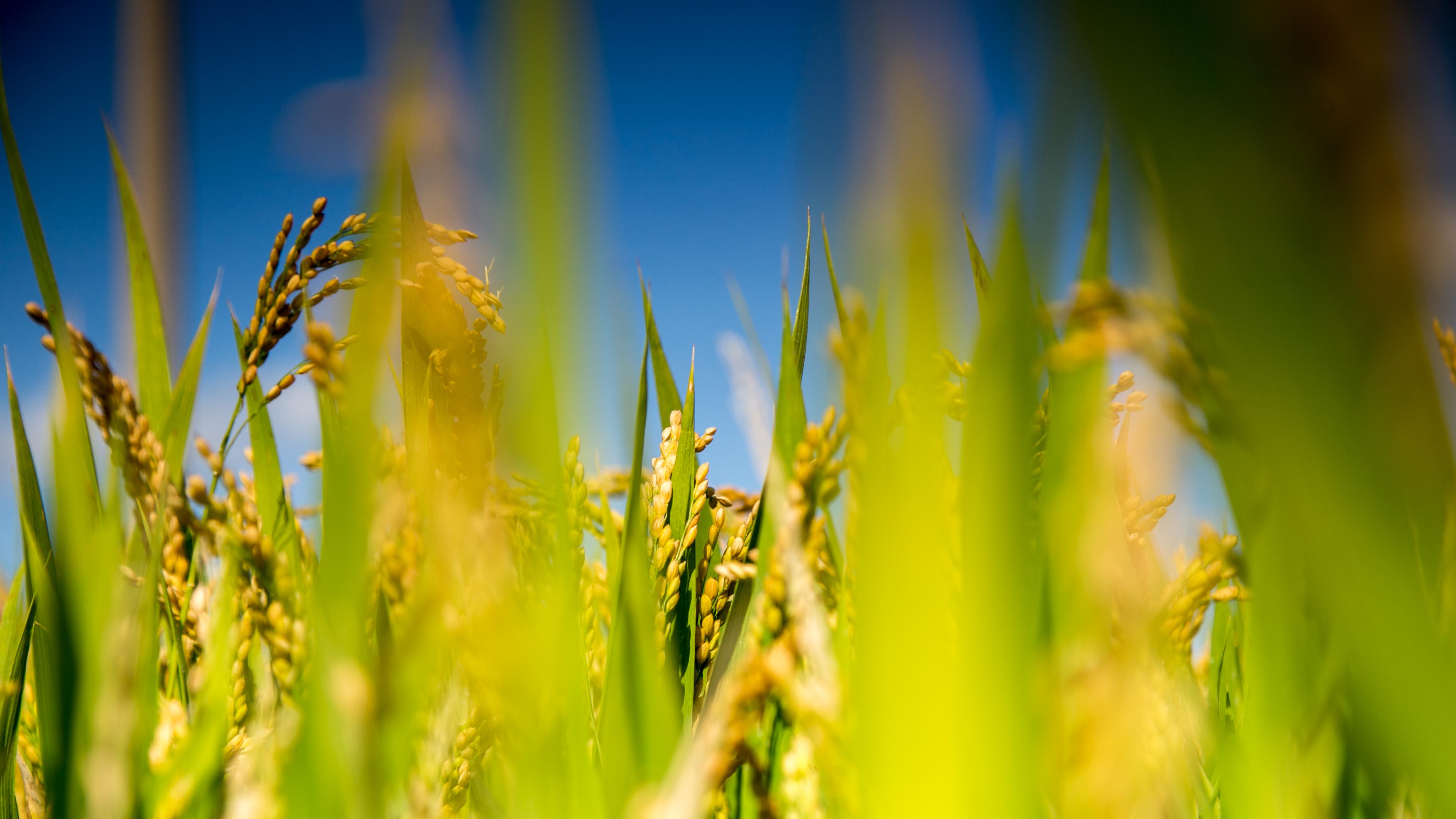 四分之一农户还在用旱厕，问题在没建够吗？