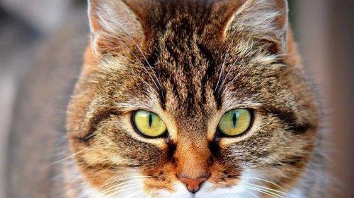 猫粮哪个牌子安全有营养？2026十大口碑最好有名的猫粮排行榜