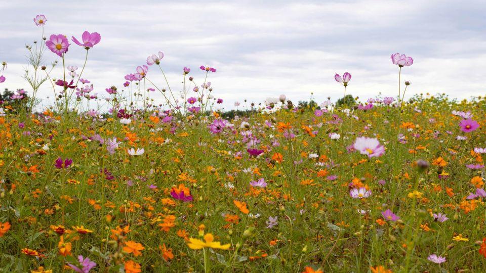 表姐是领养的，亲生母亲32年后得了癌症让她回去看一眼，她拒绝了