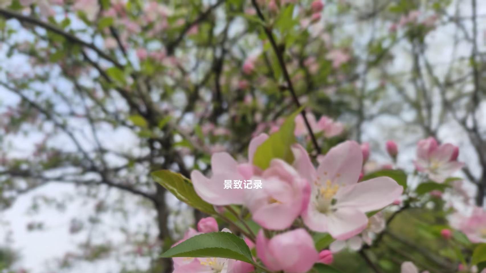 景致记录：狄更斯见了美国拜尔维尔草原的无趣，好在晚餐很愉快