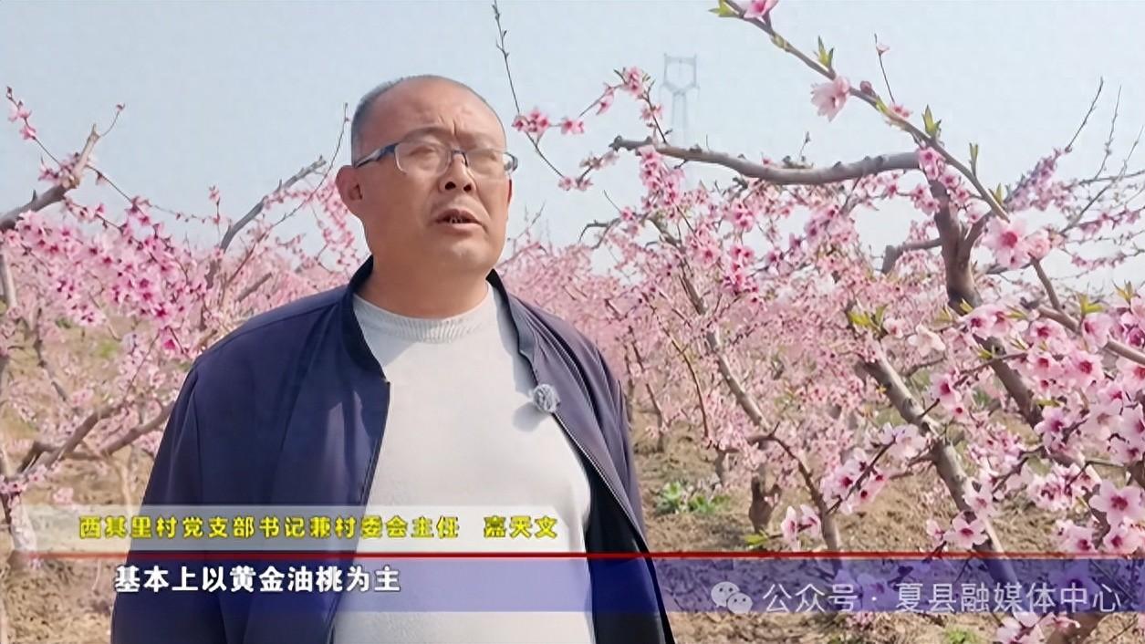 夏县禹王镇西其里村：千亩桃花次第开 全链产业促振兴