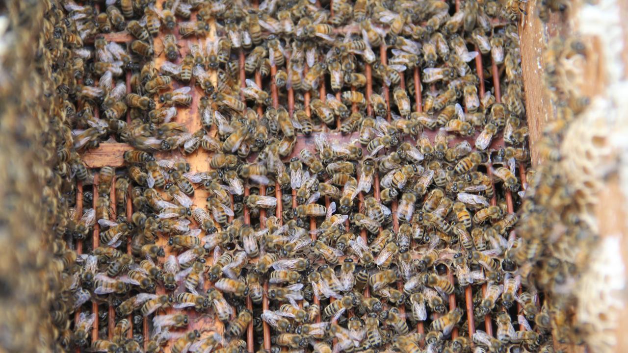 取蜜后"分蜂全攻略"：从急救到分蜂，一步一操作，新手照做群壮蜜满仓！