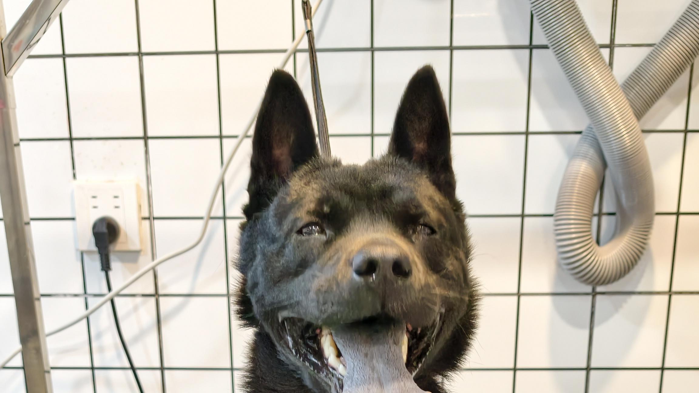 什么样的宠物不适合寄养？