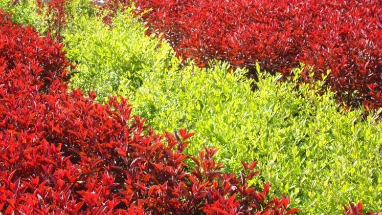 花有花的浓艳，叶有叶的清淡