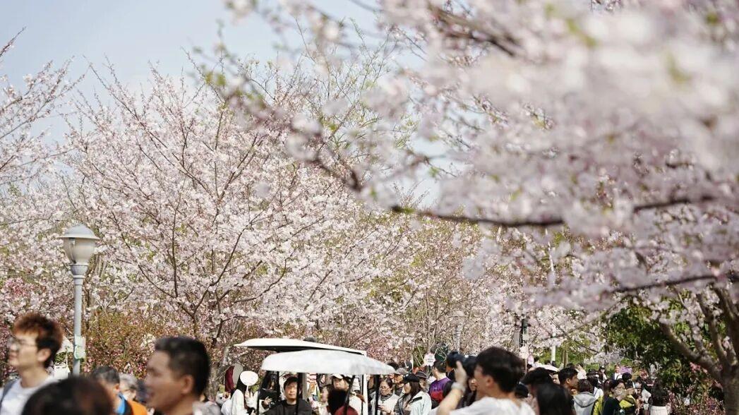 2026“上海樱花指数”发布：全市180处赏樱地哪里人气最旺？