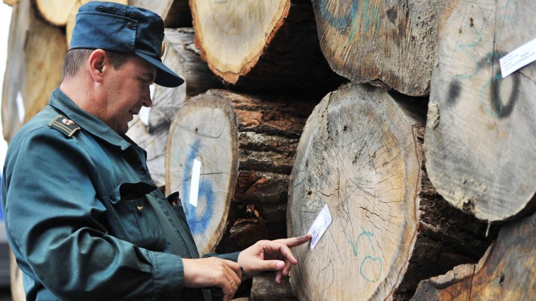 西伯利亚海关破获价值1.8亿卢布的木材走私