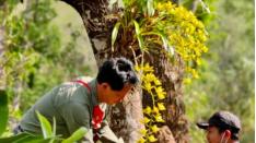 ​每一饼, 都是不可复制的孤本: 探秘永利森号制茶标准