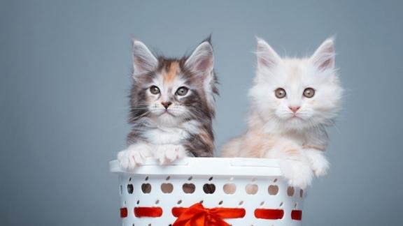 猫咪主食罐头哪个牌子好性价比高？2026十大性价比高的猫罐头推荐