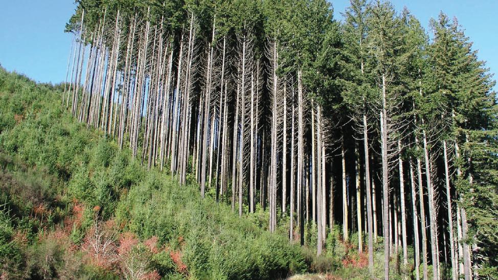 新西兰木材加工制造商协会：行业正错失数十亿潜在价值