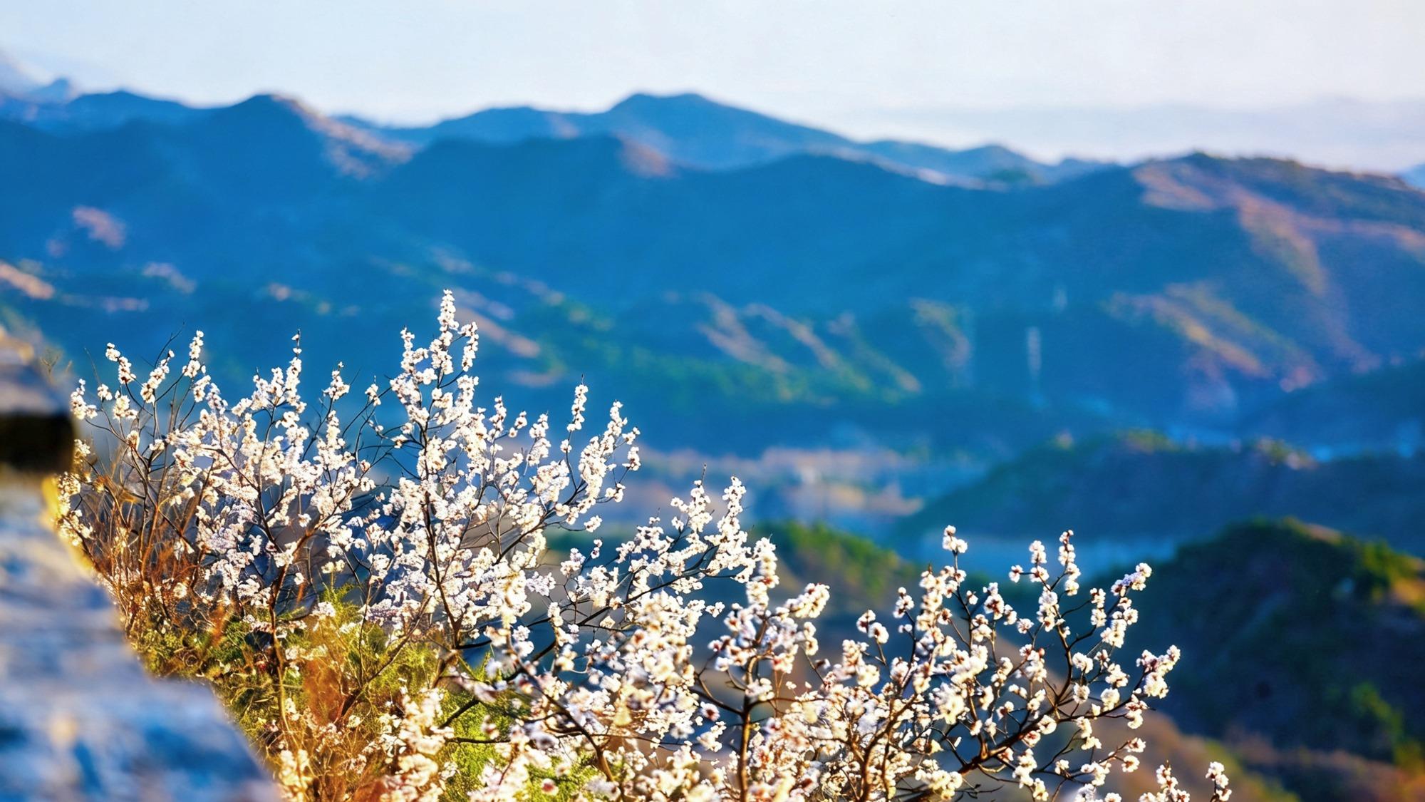 金山岭长城第十四届杏花节开启，花漫金山，赴一场长城与杏花之约