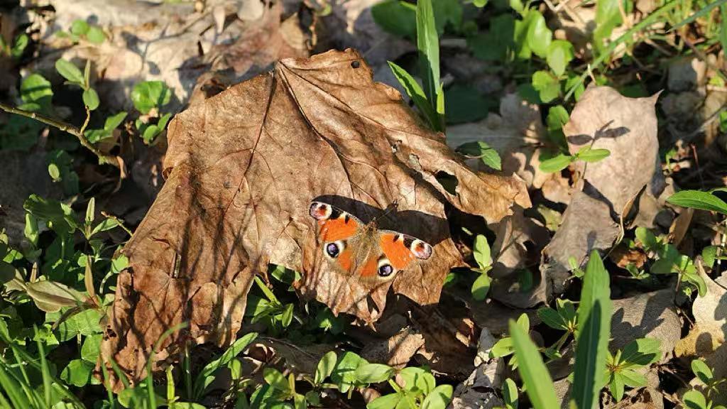 谁想在海南玩“空手套白狼”，谁就输了