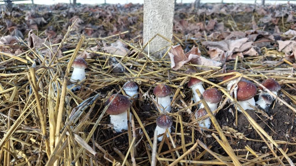 大棚不闲着, 葡萄树下种出赤松茸